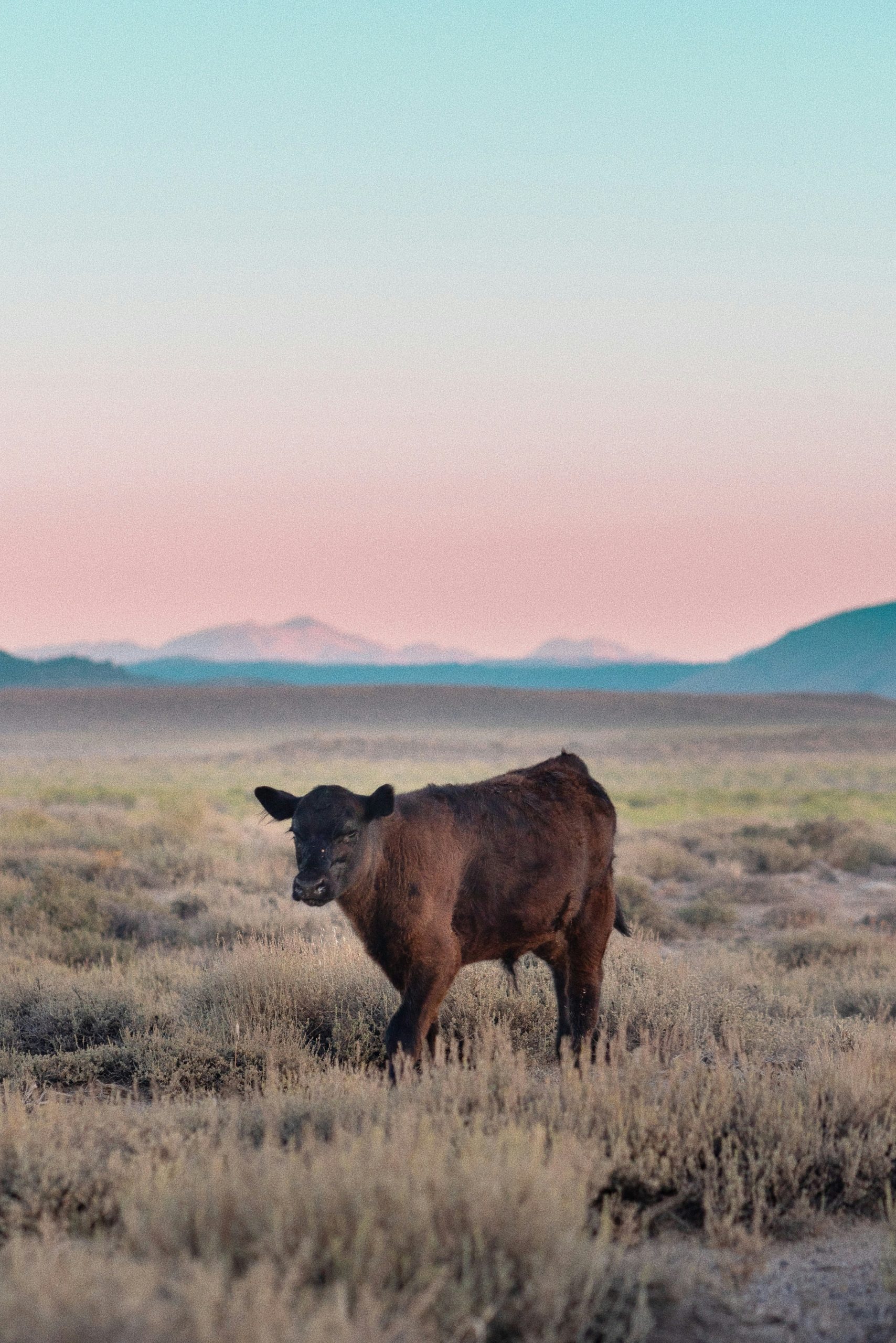 Angus_Photo-by-Oz-Seyrek-on-Unsplash
